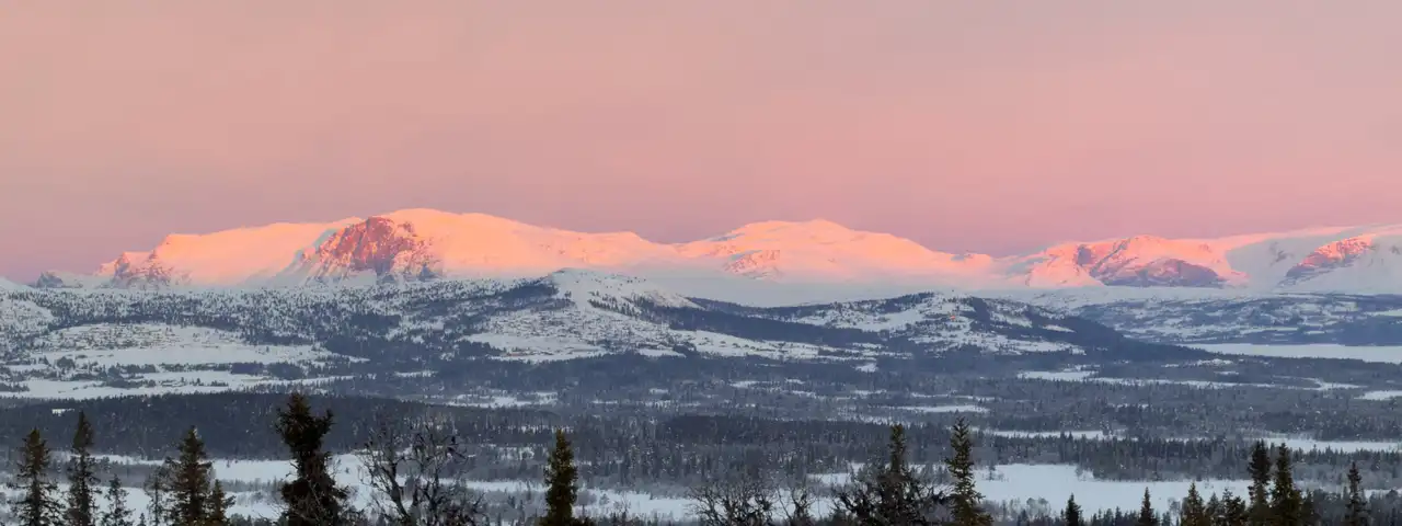 Snødekte fjell i rosa solnedgangslys bak vinterkledd granskog, sett fra Golsfjellet.