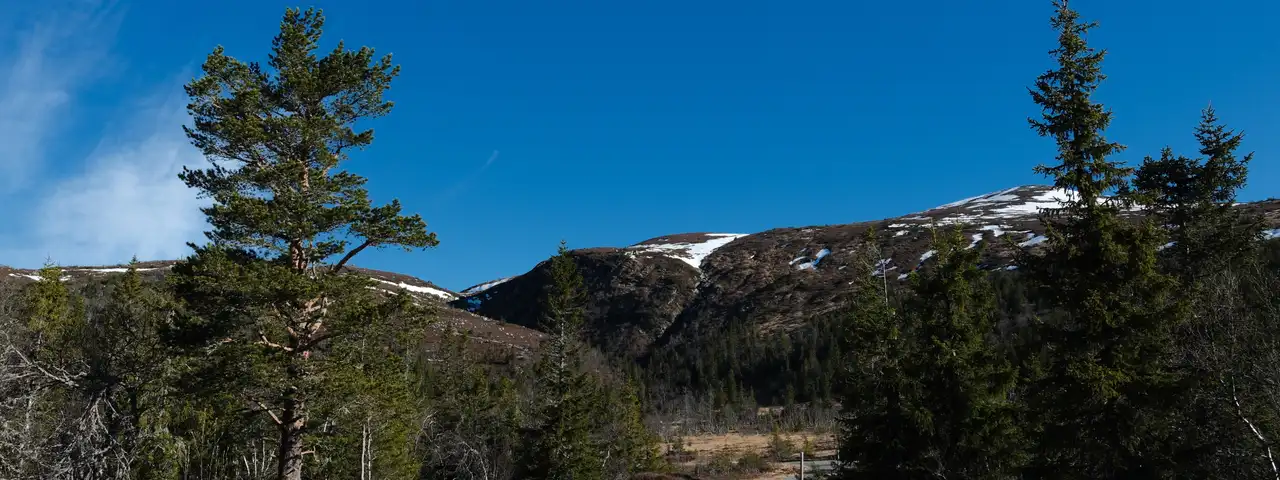 Grusvei som svinger innover mot en snøflekket fjellrygg, med furu og gran på begge sider under klar blå himmel.