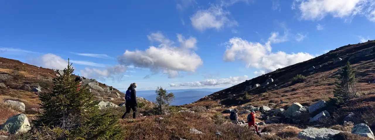 Turgåere på sti gjennom lyngkledd fjellterreng med steinblokker og smågran, under blå himmel med lette skyer.